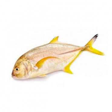 Fresh Malabar Trevally Fish - 1Kg (Approx) 