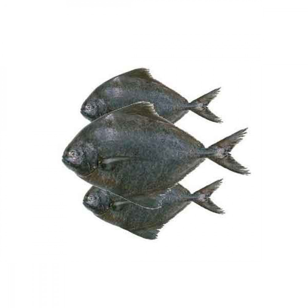 Buy Fish Trap Products Online in Kuwait City at Best Prices on desertcart  Kuwait