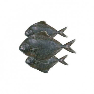 Fresh Black Pomfret Fish - 1Kg (Approx) 