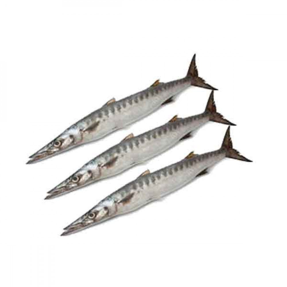 Fresh Barracuda Fish - 1Kg (Approx)  Fresh Barracuda Fish - 1Kg (Approx)