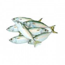Fresh Mackerel Fish Big - 1Kg (Approx)