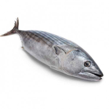 Fresh Tuna Fish Small - 1Kg (Approx) -- سمك التونة الطازج - 1 كجم (تقريبًا)