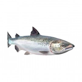 Norwegian Salmon Whole - 1Kg (Approx)