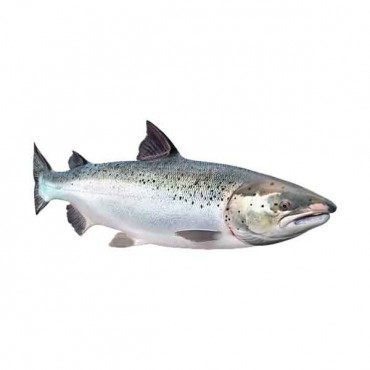 Norwegian Salmon Whole - 1Kg (Approx) 