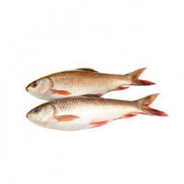 Fresh Rohu Fish  - 1Kg (Approx) -- سمك روهو الطازج - 1 كجم (تقريبًا)