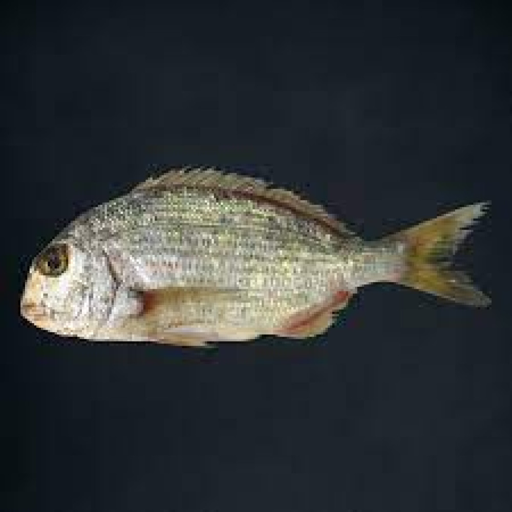 KURKUFAN SAUDI FISH KG