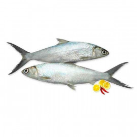 Fresh Milk Fish Big - 1Kg (Approx)
