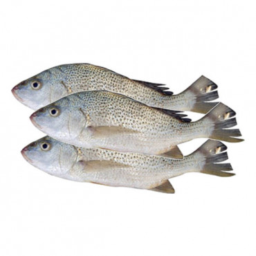 Fresh Nagroor Fish 1Kg (Approx) 